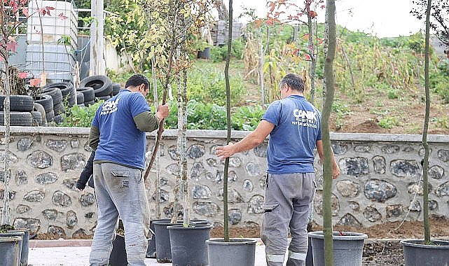 Canik'te 33 bin 668 Ağaç Kurtarıldı