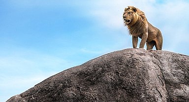 'Çöl Aslanları: İskelet Sahilinde Hayatta Kalmak' 7 Aralık Cumartesi Günü 20.00'da National Geographic WILD Ekranlarında!