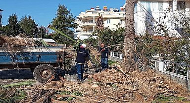 Didim Belediyesi ilçedeki ağaçların kış bakımlarını gerçekleştiriyor