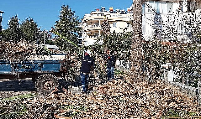 Didim Belediyesi ilçedeki ağaçların kış bakımlarını gerçekleştiriyor