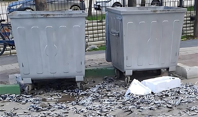 Gemlik'te bir vatandaş bozuk balıkları yola döktü