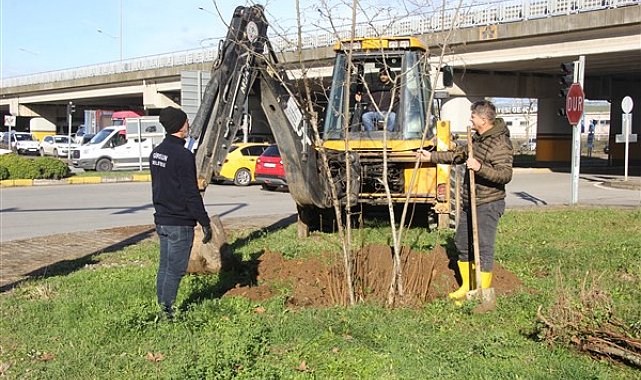 Giresun Belediyesi, şehirdeki boş alanlara fındık ocakları dikiyor