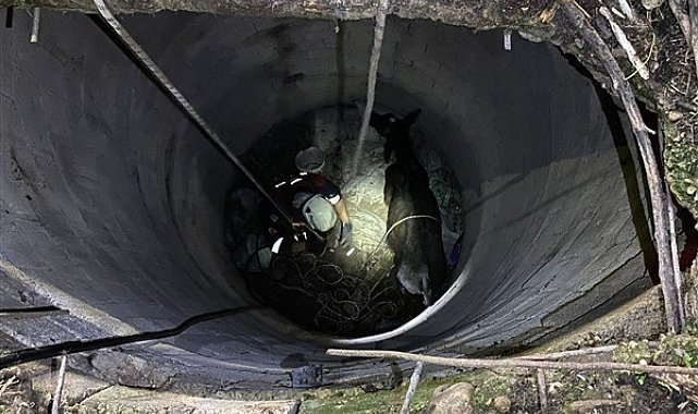 İtfaiye ekipleri buzağıyı düştüğü kuyudan çıkardı