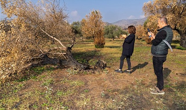 İzmir'de yanan zeytin ağaçlarının yaşatılması için çalışmalar başlatıldı