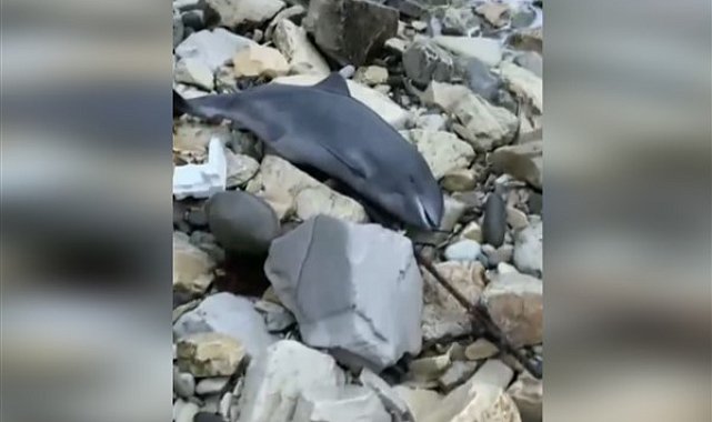 Karadeniz kıyısında petrol sızıntısı sonrası on yunus ölü bulundu