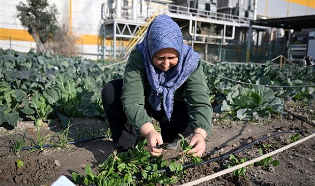 Kent Bostanı projesinin ilk hasadı yapıldı