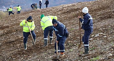 Kocaeli'de 4 bin ağaç toprakla buluşturuluyor