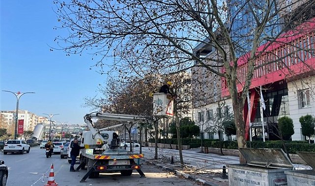 Manisa Mimar Sinan Bulvarı’ndaki çınar ağaçlarına kış bakımı yapıldı