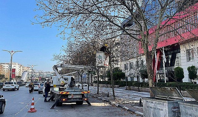 Mimar Sinan Bulvarı'ndaki Çınar Ağaçlarına Kış Bakımı Yapıldı