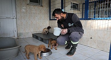 Nilüfer'deki sahipsiz canlar sıcak yuvalarını bekliyor