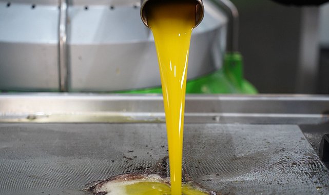 Tarım A.Ş. ilk zeytin hasadını bu yıl gerçekleştiriyor