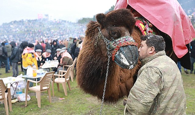 43. Uluslararası Efes Selçuk Deve Güreşleri Festivali Heyecanı Başlıyor!