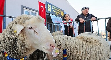 Aliağa Belediyesi'nden Üreticilere Koç Desteği