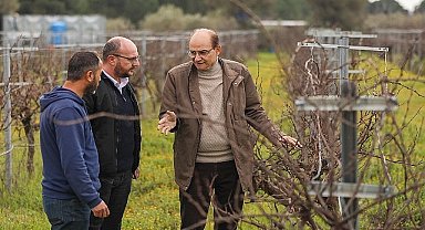 Buca'nın lezzetli razakı üzümü coğrafi işaret almaya hazırlanıyor
