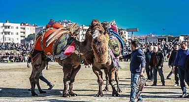 Burhaniye'de deve güreşi heyecanı yaşandı