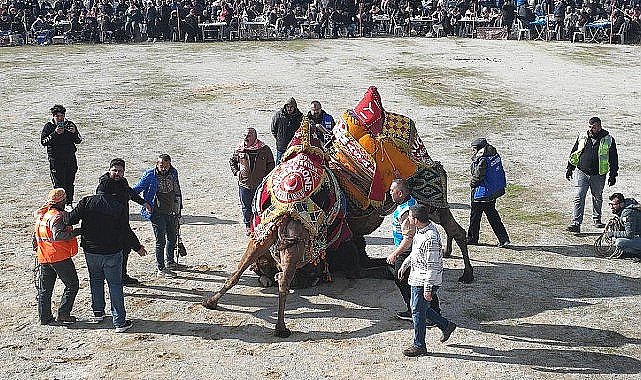 Burhaniye'de Hasat Festivali İçin Geri Sayım Başladı