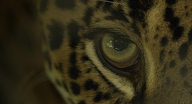 Büyük Kediler Kuşağı'ndan 'Jaguar Sahili' 2 Şubat Pazar Günü 20.00'de National Geographic WILD Ekranlarında!