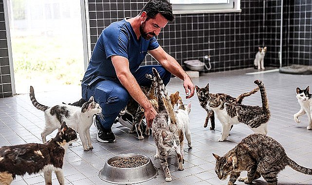 Büyükşehir can dostları yaz-kış yalnız bırakmıyor
