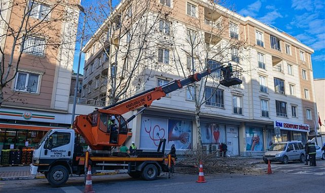 Esenyurt Belediyesi, ağaç budama işlemlerini sürdürüyor.