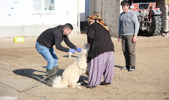 Eskişehir'de çoban ve bekçi köpekleri için çalışmalar devam ediyor