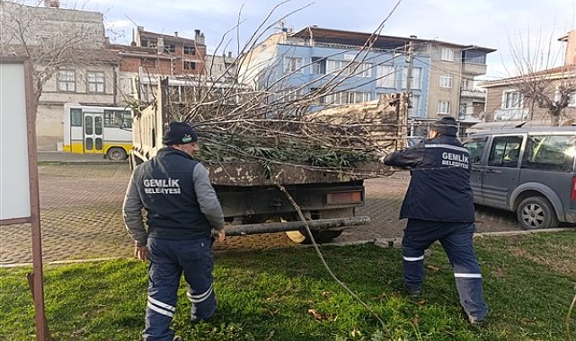 Gemlik'te park ve yeşil alanlarda budama çalışmaları sürüyor