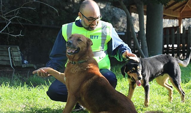 İETT, 4 sokak hayvanını sahiplendi