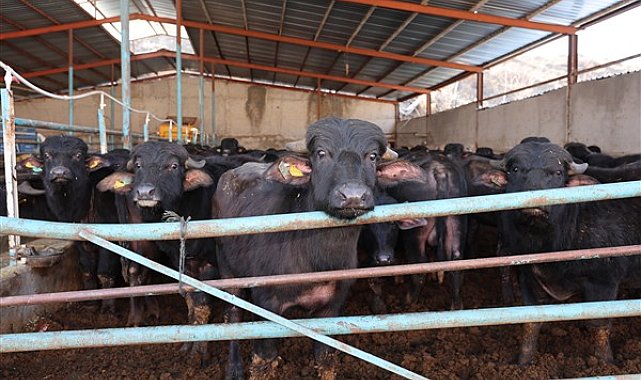 Kayseri'de Damızlık Manda Desteği’nin kura çekiliş töreni gerçekleştirildi