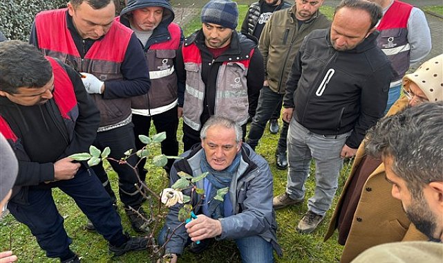 Ordu'da ağaç budama çalışması gerçekleştirilecek