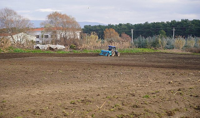 Orhangazi Belediyesi, yaklaşık 50 dönümlük alanda buğday ekimi yaptı