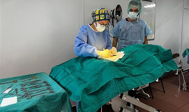 Osmangazi’de ayda ortalama 200 kedi kısırlaştırılıyor