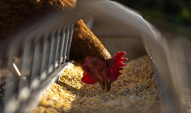 TÜİK-Tavuk eti üretimi 216 bin 754 ton, tavuk yumurtası üretimi 1,71 milyar adet oldu