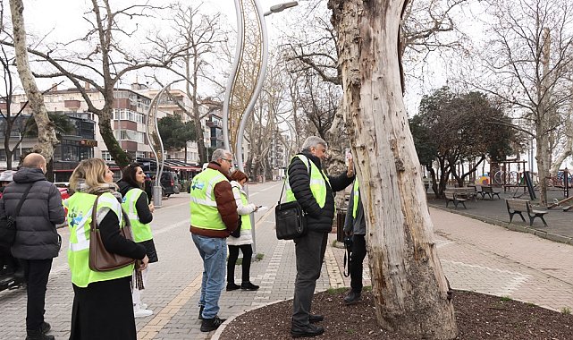 Yalova'da 'Anıt Ağaçlar' incelendi