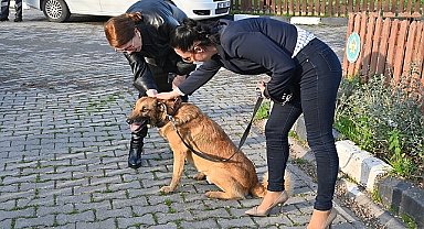 Büyükşehir'den hayvan sahiplenmeye teşvik kampanyası