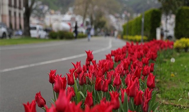 Ordu'da 5 milyon 901 bin 800 adet çiçek ve bitki toprakla buluştu