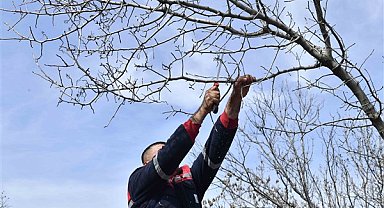 Ankara'da sakız ağaçlarının antep fıstığına dönüştürülmesi için bir proje başlatıldı