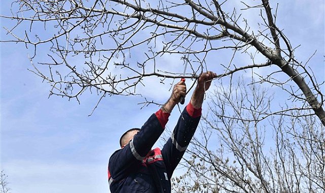 Ankara'da sakız ağaçlarının antep fıstığına dönüştürülmesi için bir proje başlatıldı