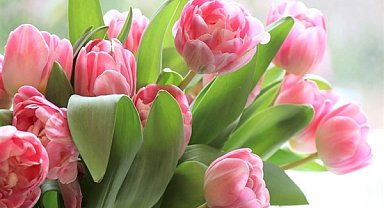 Başkan Güler’den “8 Mart Kadınlar Günü” mesajı