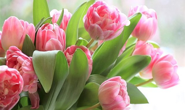 Başkan Güler’den “8 Mart Kadınlar Günü” mesajı
