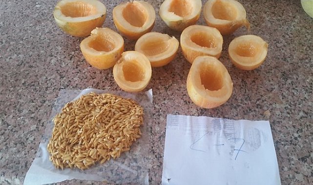 Şanlıurfa'da 6 ata tohumu satışa sunuldu