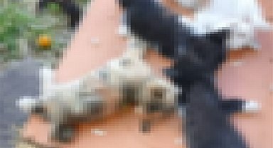 Gemlik'te 5 kedi bıçaklanarak telef edildi