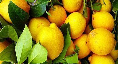 Limon ihracatı durduruldu