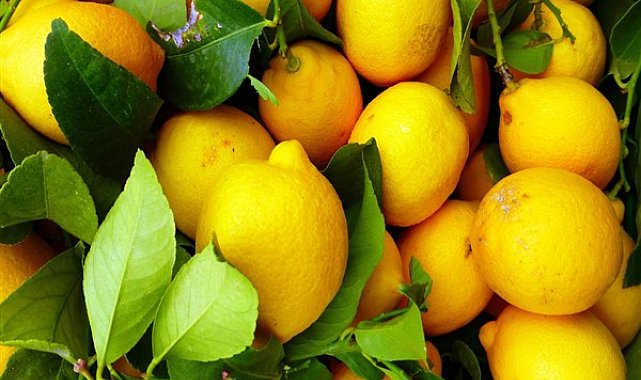 Limon ihracatı durduruldu