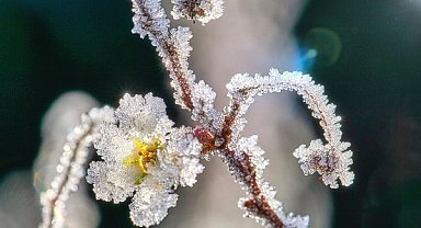 Meteoroloji’den zirai don uyarısı