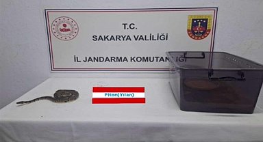 Sakarya’da kraliyet pitonu ele geçirildi