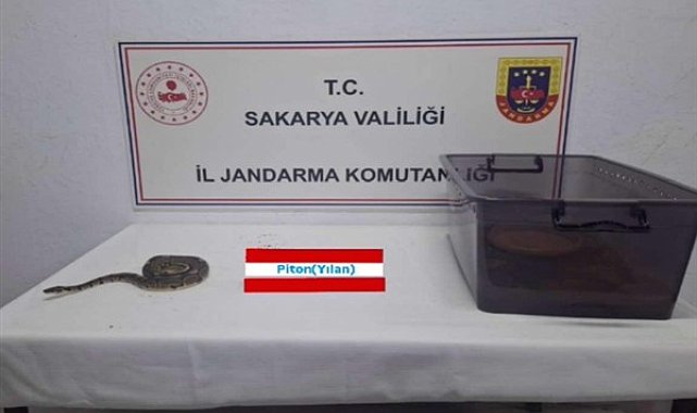 Sakarya’da kraliyet pitonu ele geçirildi