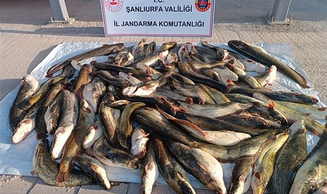 Şanlıurfa’da kaçak avlanan 180 kilogram balık ele geçirildi