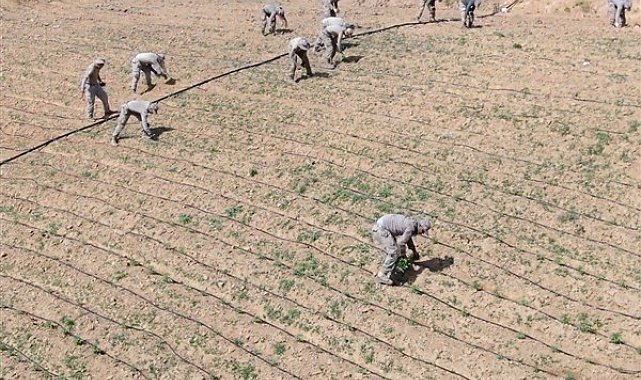 Diyarbakır'da 319 ton hint keneviri imha edildi