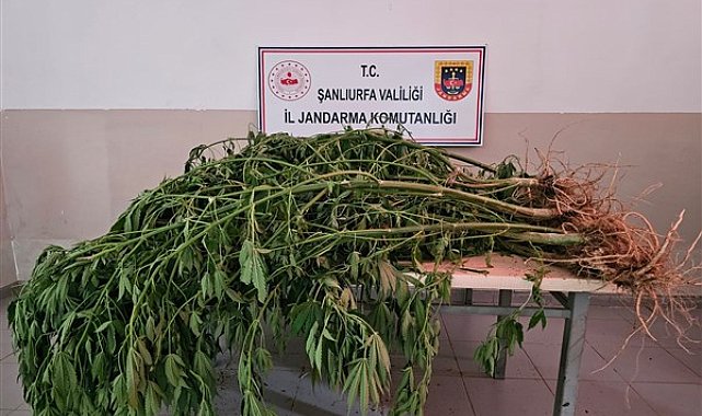 Şanlıurfa'da uyuşturucuyla mücadele operasyonu