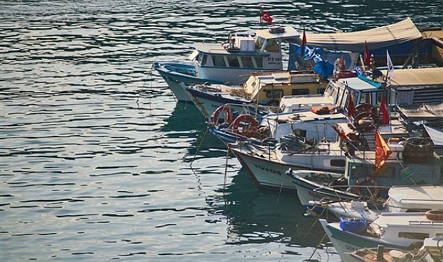 Benekli balon balığı avcılığı destekleme tutarı artırıldı