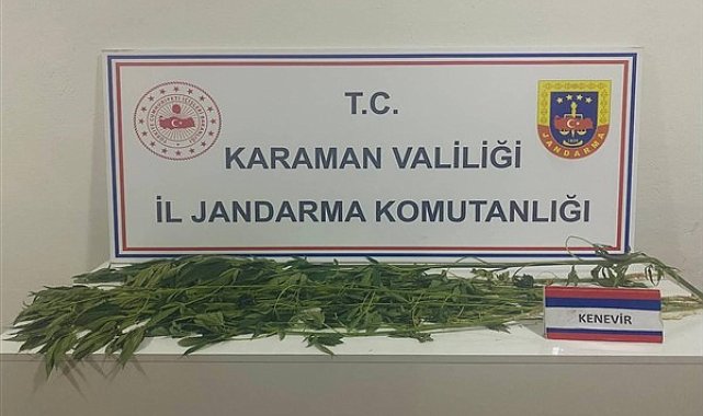Karaman İl Jandarma Komutanlığınca 109 kök kenevir bitkisi ele geçirildi